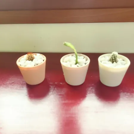 Ca Na Daniela Apartman